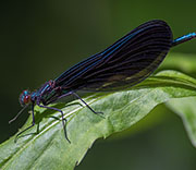 Damselfly